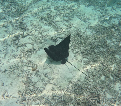 Blue Wave Ifuru By Dive Butler At Ifuru Island Maldives-Ifuru必去景点
