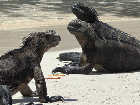 Galapagos Alternative-阿约拉港必去景点