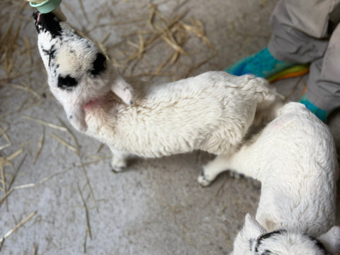 Hold A Baby Lamb-Glanfahan必去景点
