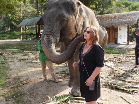 Elephant Peace Project-清莱必去景点