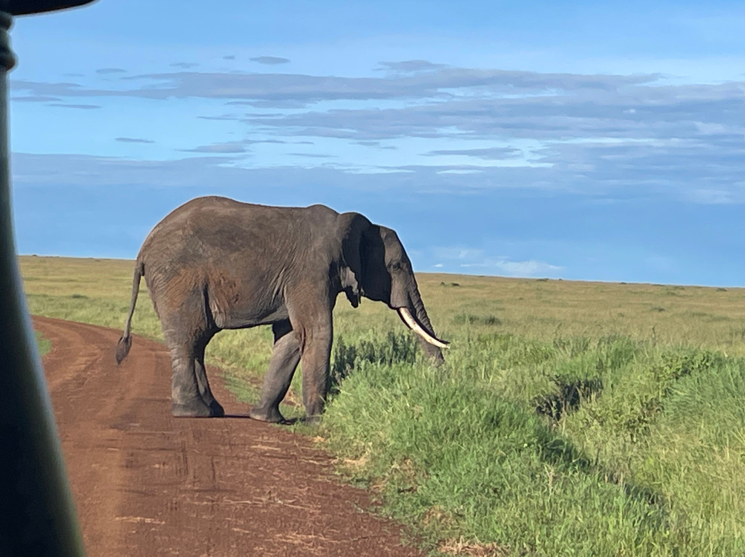Meander Africa Safaris-内罗毕必去景点