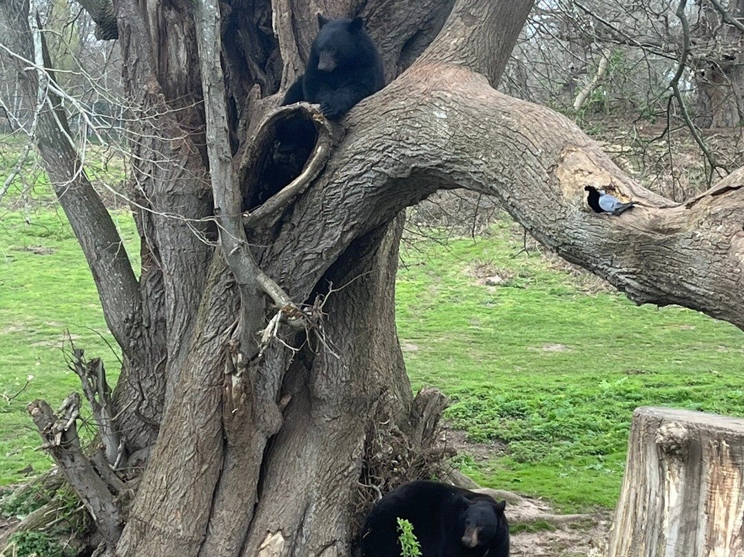 Woburn Safari Park-Woburn必去景点