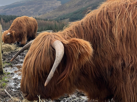 Highland Titles Nature Reserve-Duror必去景点