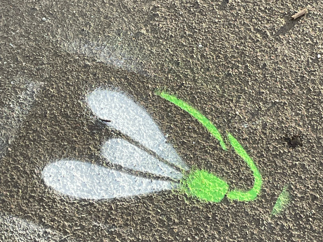 Shepton Snowdrops-Shepton Mallet必去景点