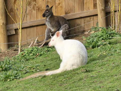 Natural'Parc-Ombrée d'Anjou必去景点