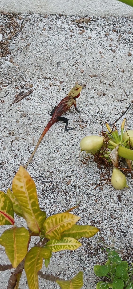 米拉门胡岛水疗度假村-泳池