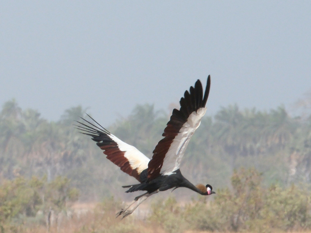 Senegambia Birding-Mandinari必去景点