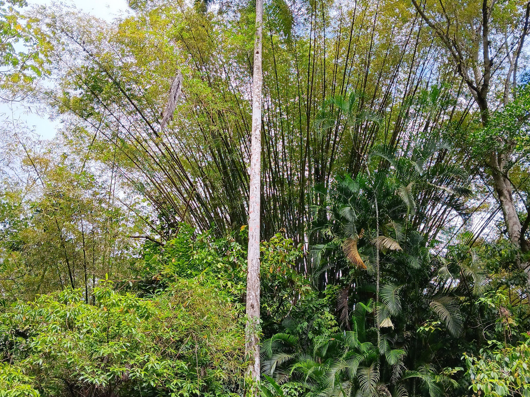 Hadco Experiences At Asa Wright Nature Centre-特立尼达必去景点