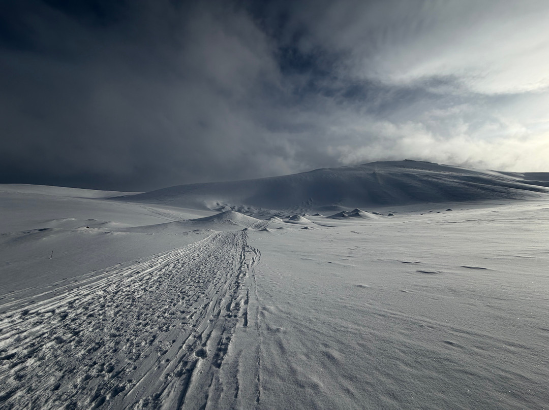 Svalbard Wildlife Expeditions-朗伊尔城必去景点