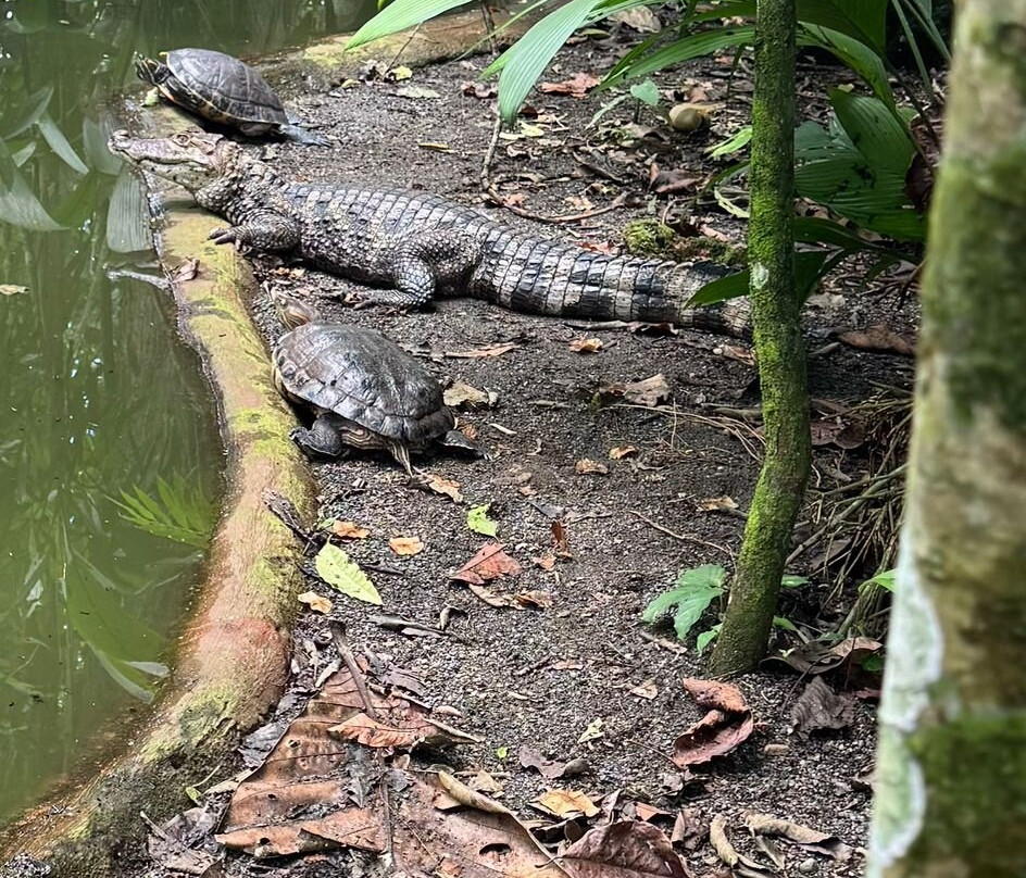 Jaguar Rescue Center-旧港必去景点