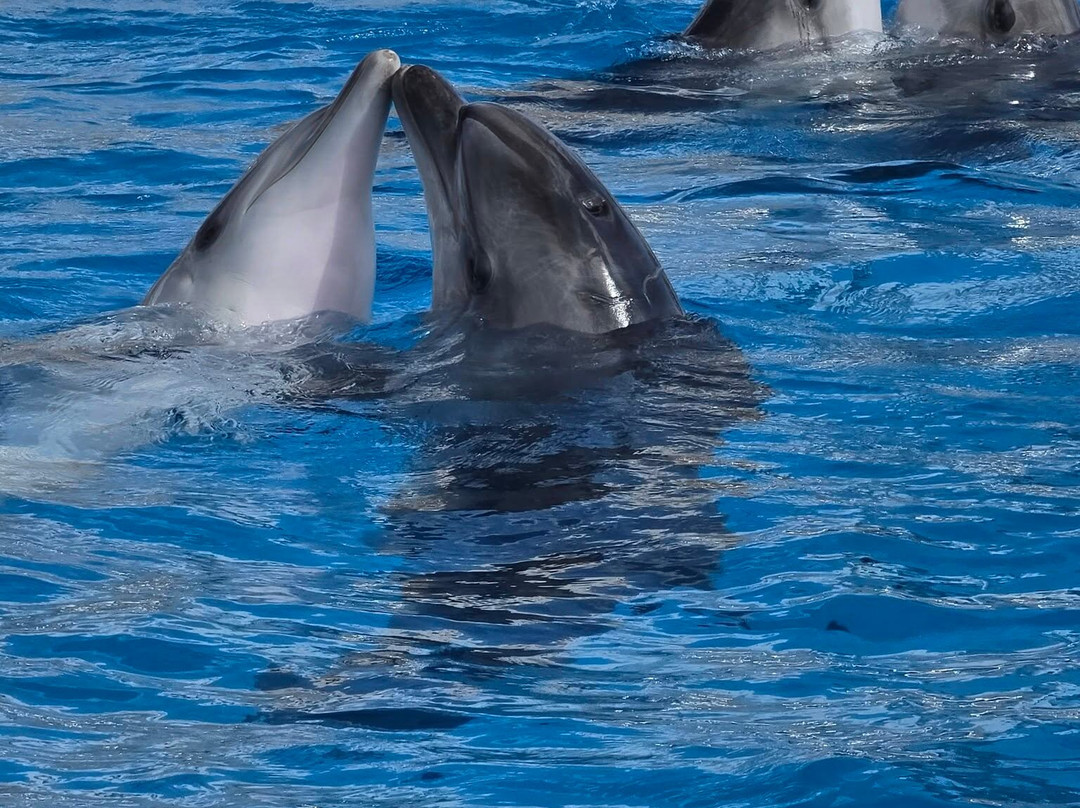 Aksu Dolphinarium-安塔利亚必去景点