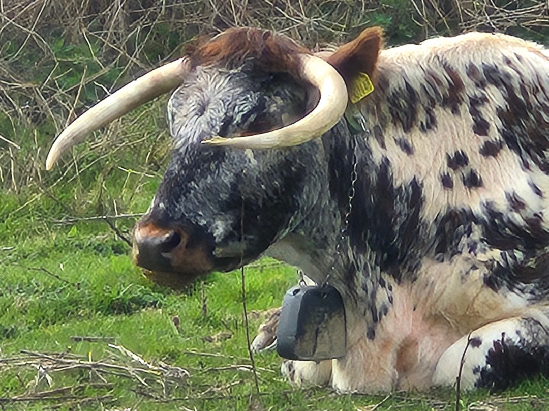 Knepp Wildland Safaris-霍舍姆必去景点