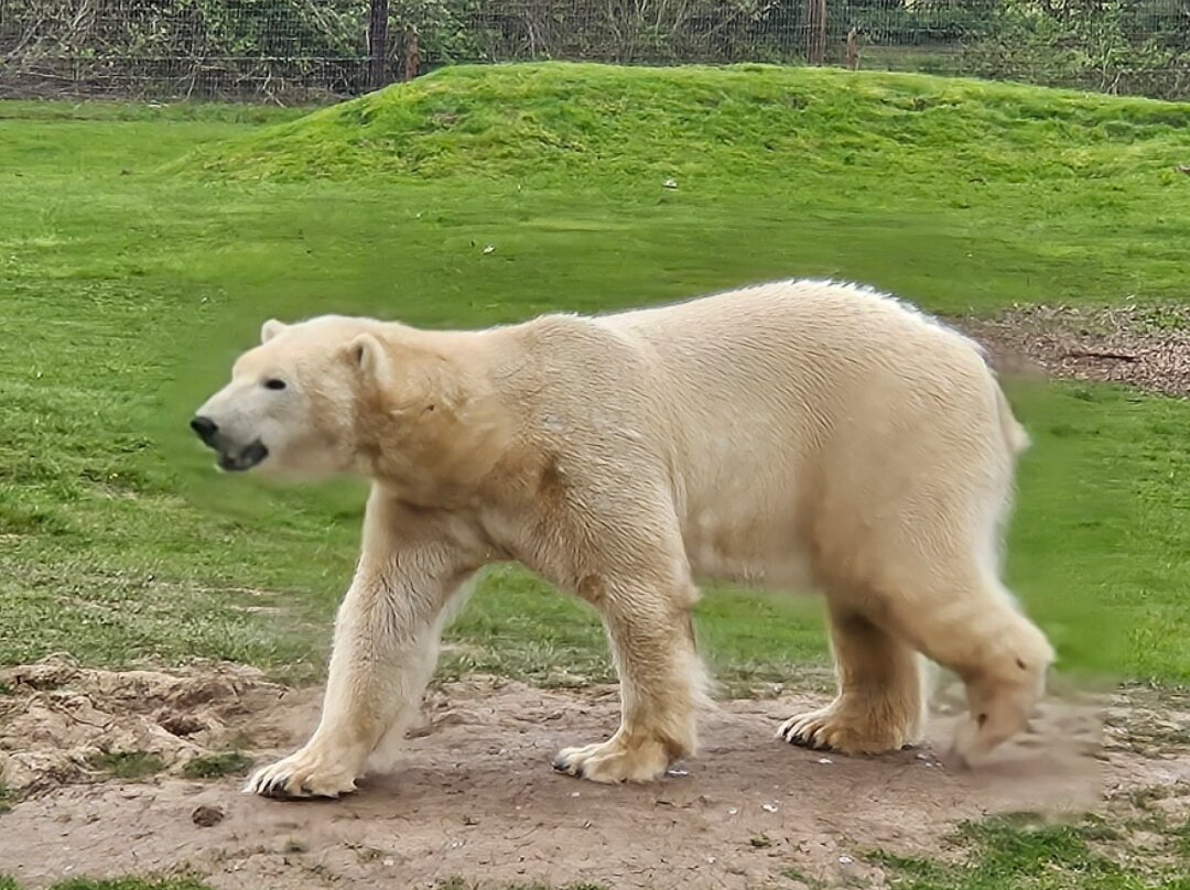Yorkshire Wildlife Park-Auckley必去景点