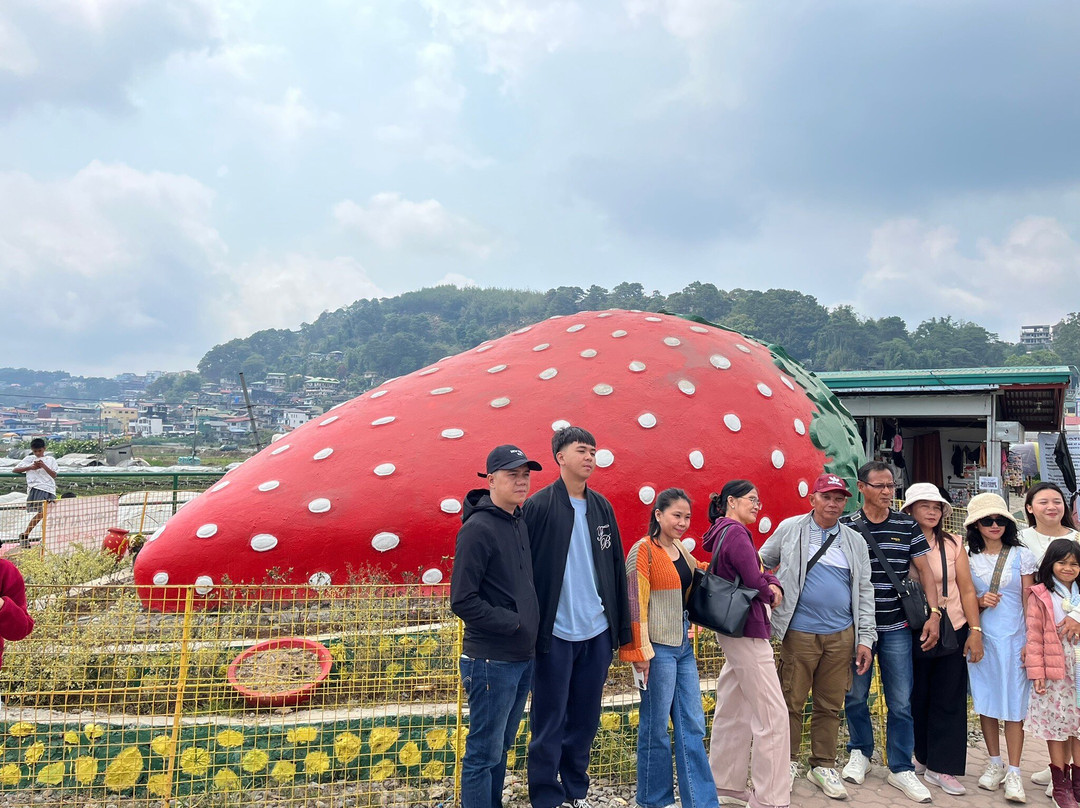 Strawberry Farm-La Trinidad必去景点
