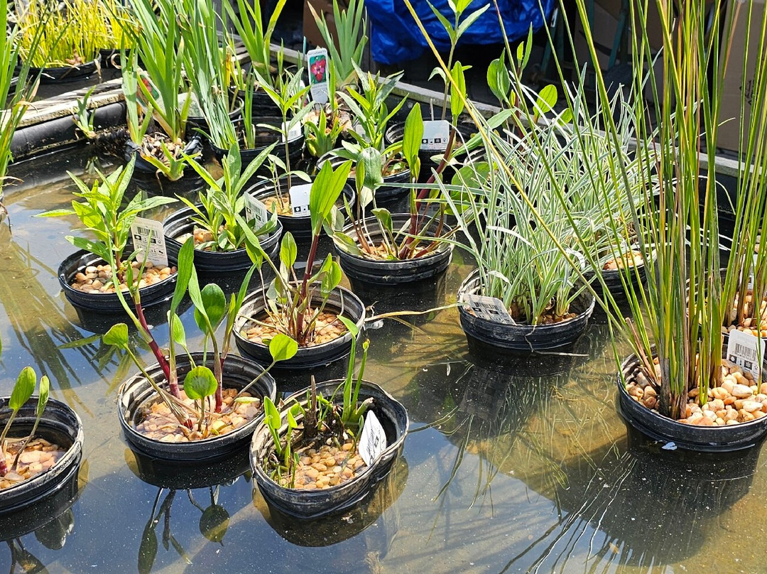 Hemphill's Garden & Aquatic Center-Fallston必去景点