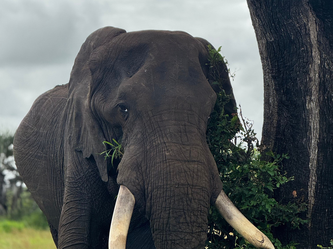 由7 Star Lodges经营的Oase - 大克鲁格私人530ha保护区主图