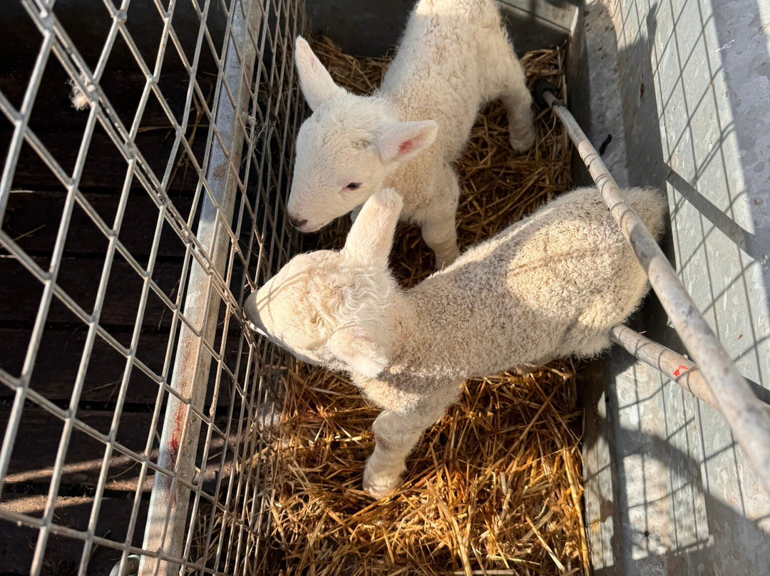 Kilmacolm Farm Tours-Cairncurran必去景点
