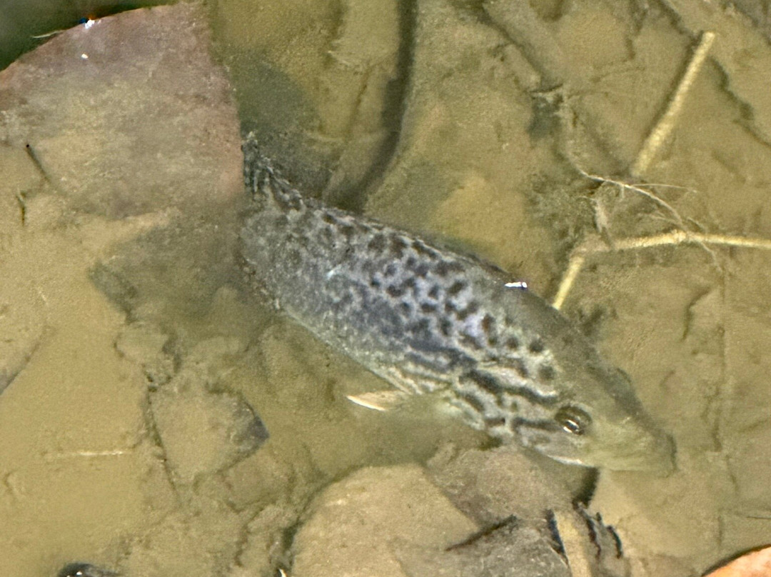 Tapir Valley Nature Reserve-Bijagua de Upala必去景点