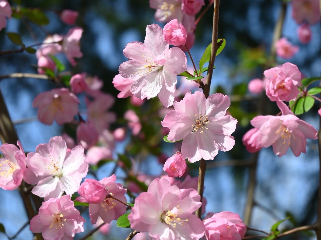 南京园博园悦榕庄主图