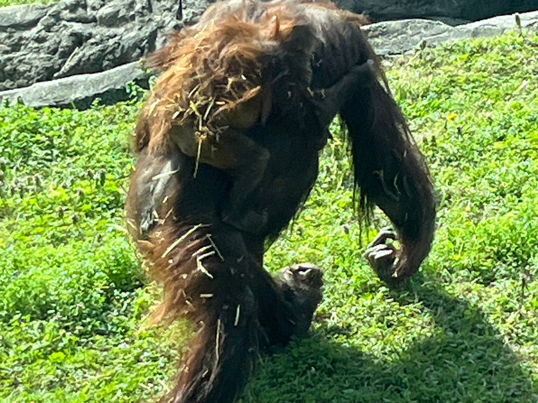 Virginia Zoo-诺福克必去景点