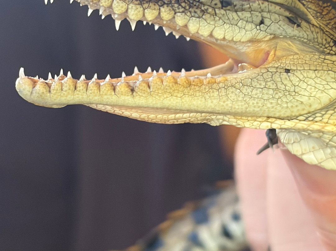 Koorana Crocodile Farm-Coowonga必去景点