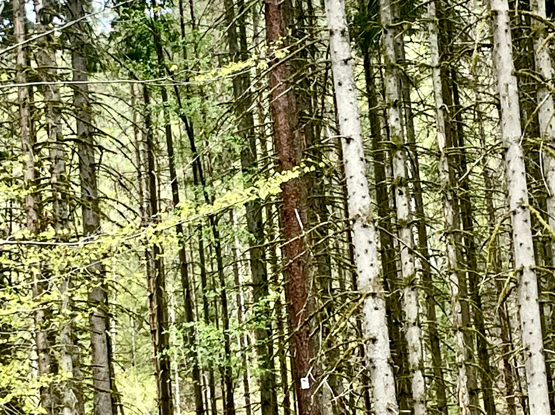 Traces Vosges du Nord-La Petite Pierre必去景点