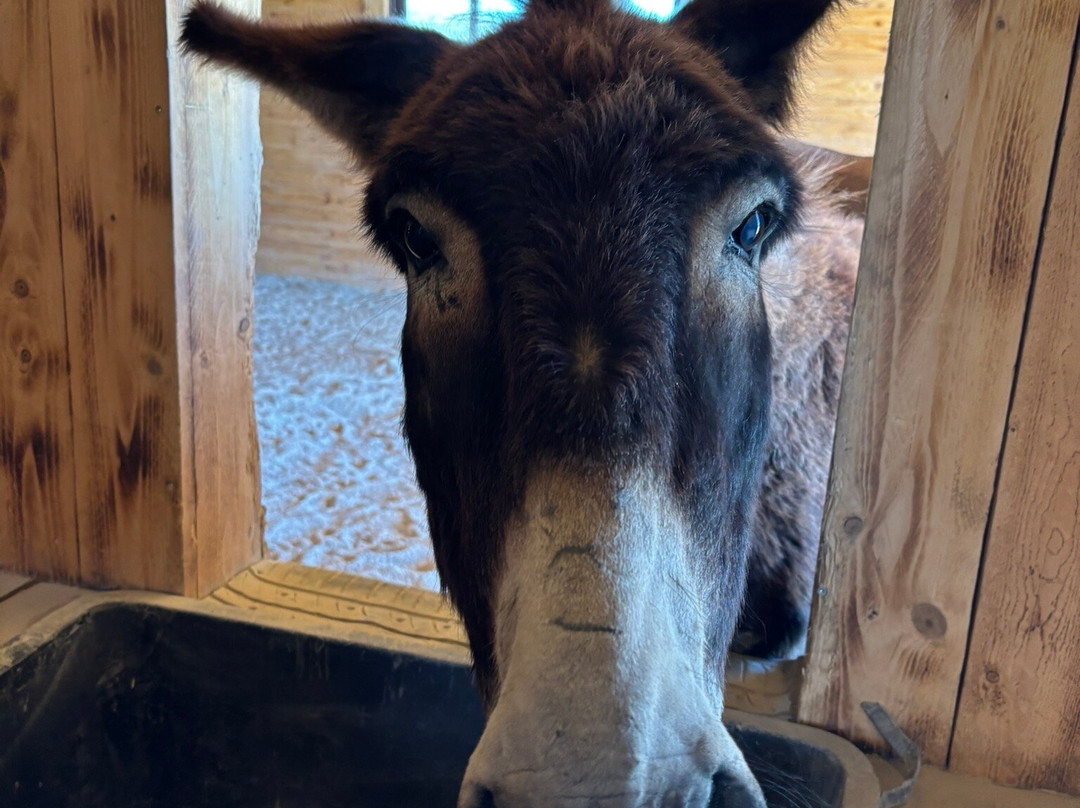 Happy Ears Donkey Sanctuary-Lachania必去景点