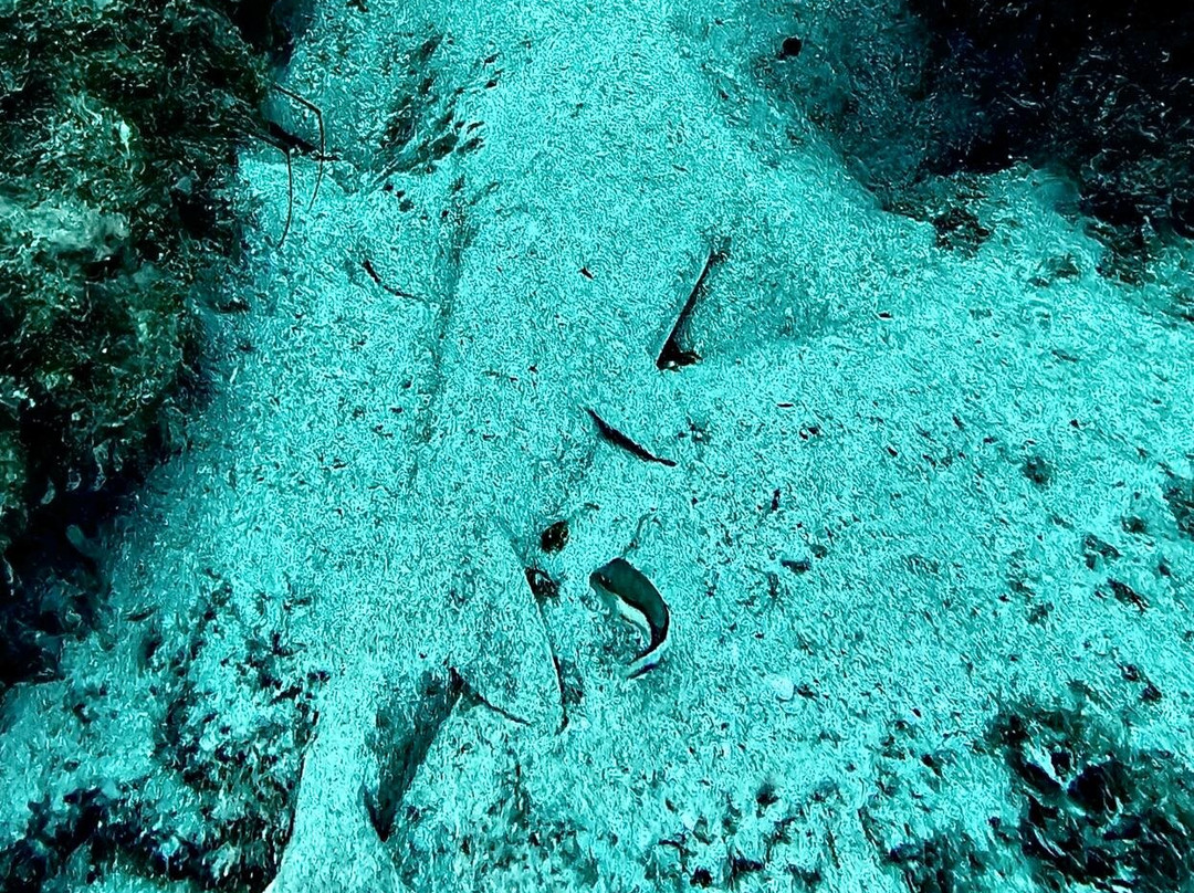 One Two Dive-奥德杰海岸必去景点