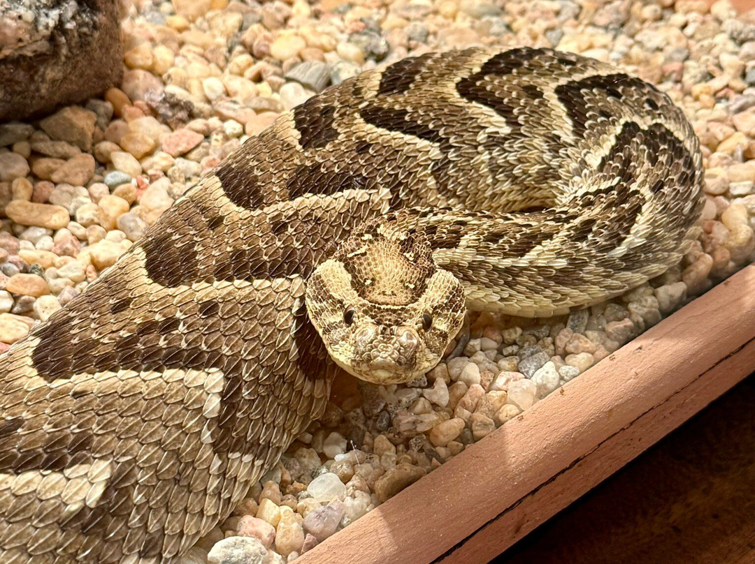 Snake Park-斯瓦科普蒙德必去景点