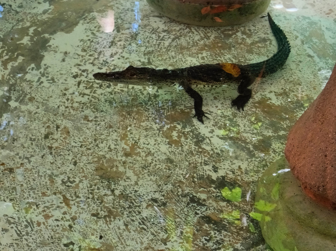 Croco Cun Zoo-从莫雷洛斯港必去景点