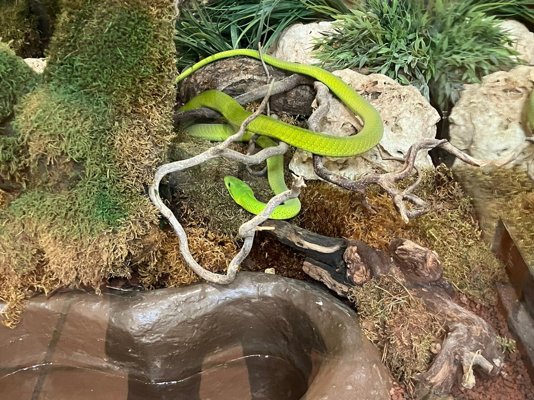 Reptilienzoo Happ-卡拉根渡口必去景点