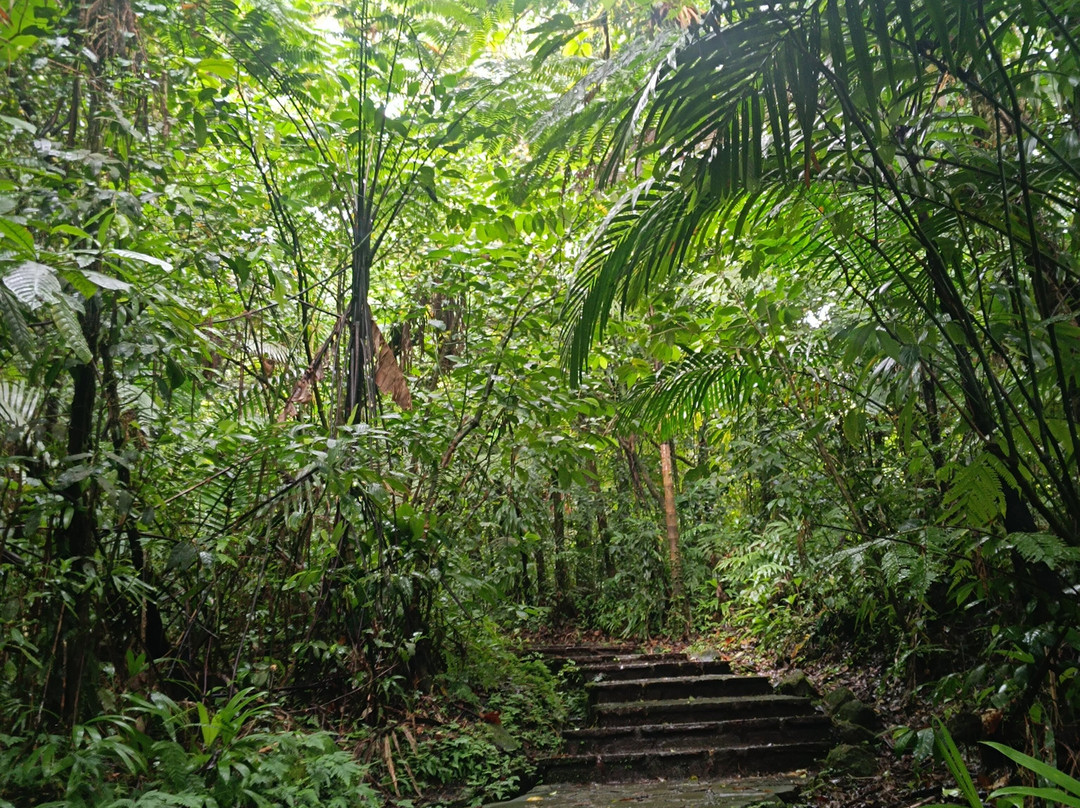 Carbet Falls (Les Chutes du Carbet)-Parc National必去景点