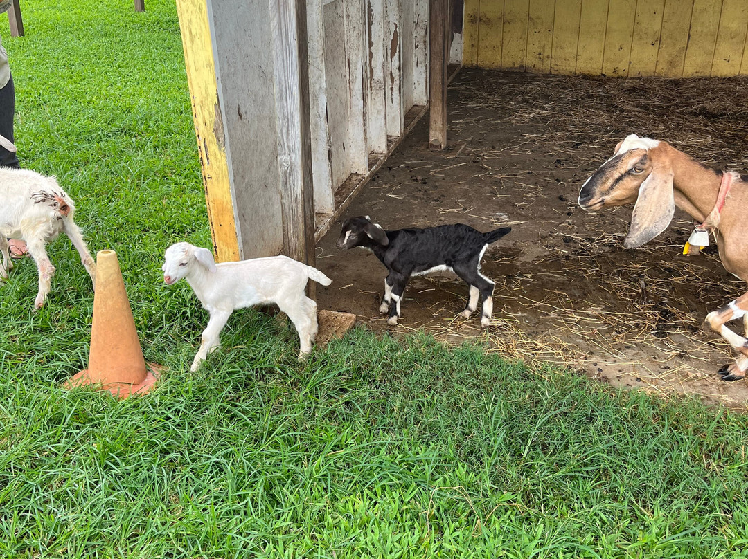 Honomu Goat Dairy-哈诺姆必去景点