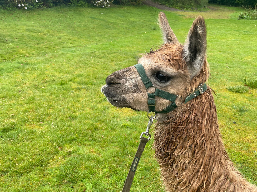 Alpacaly Ever After-Portinscale必去景点