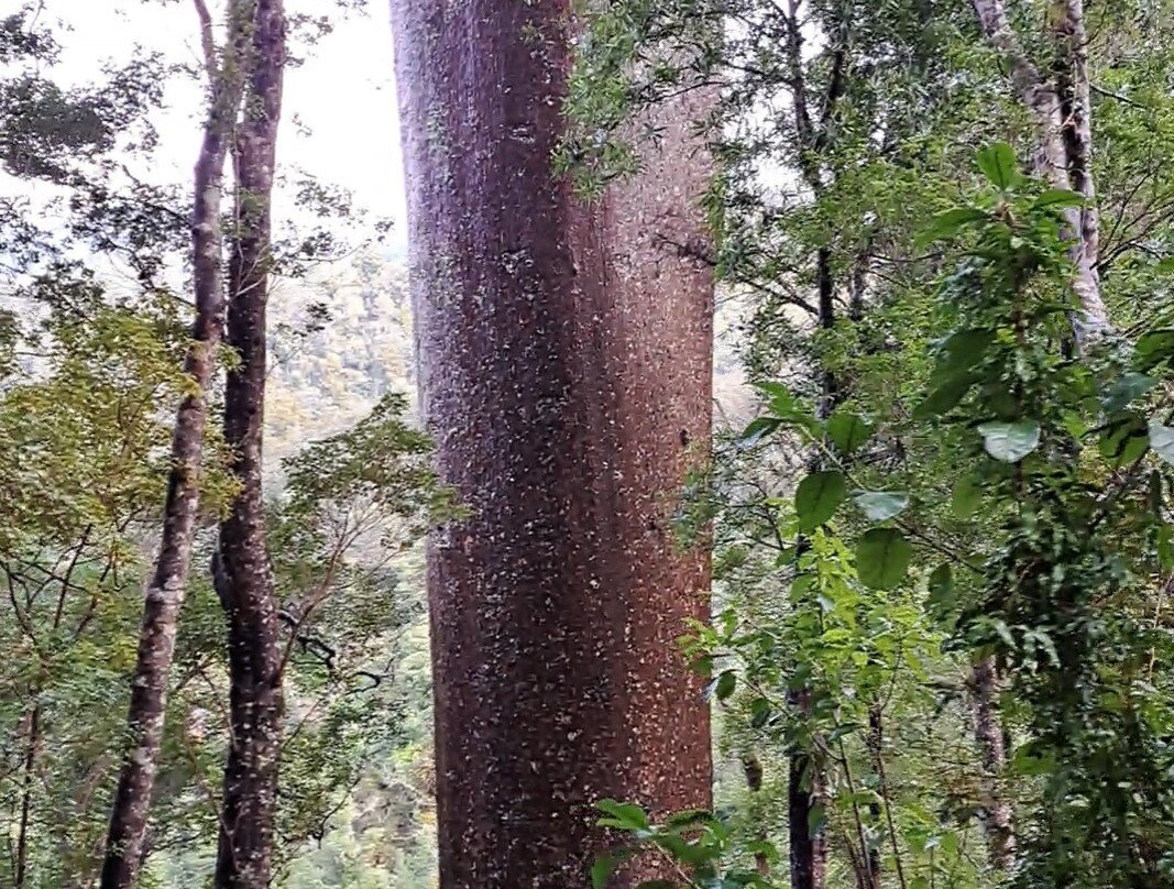 Cookson Kauri Walk-Thames必去景点