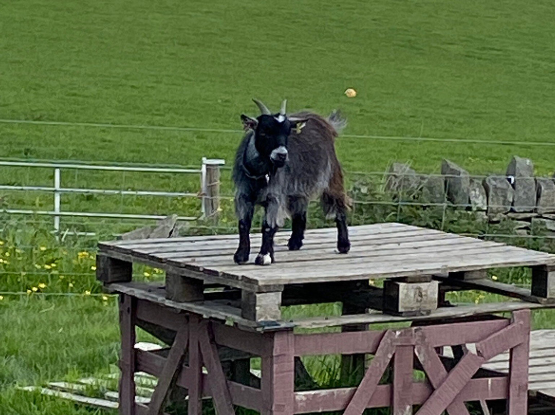 Walking the goats at Lower Coates-巴恩斯利必去景点