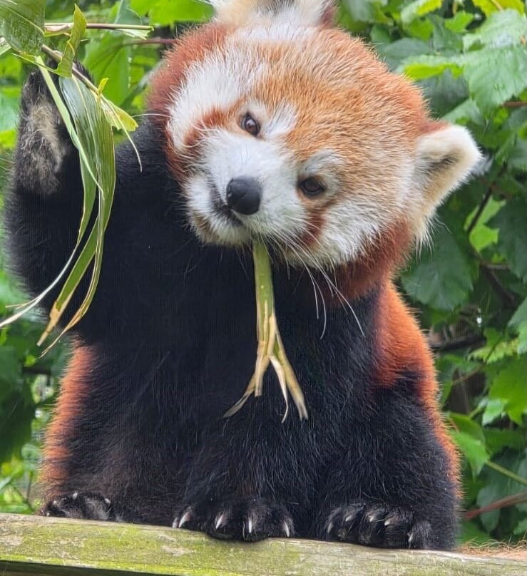 Welsh Mountain Zoo-科尔温湾必去景点