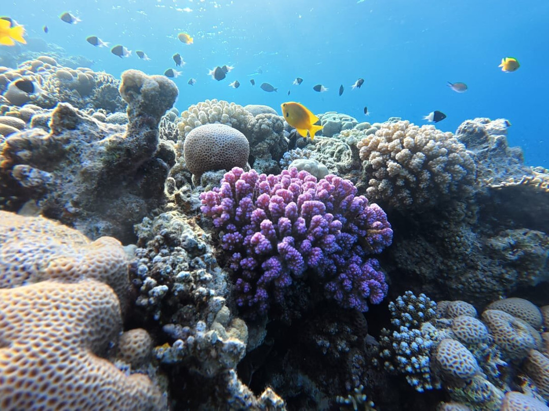 Red sea diving-赫尔格达必去景点