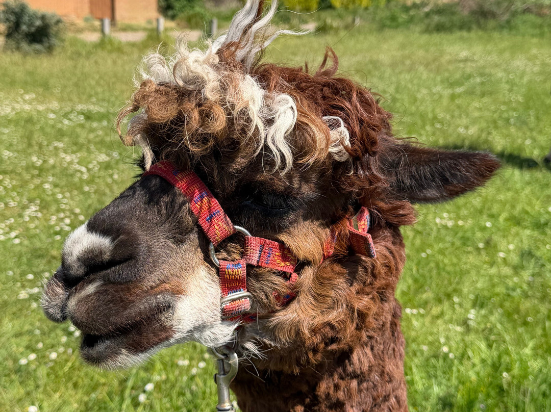 Alpaca Trekking-Wells-next-the-Sea必去景点