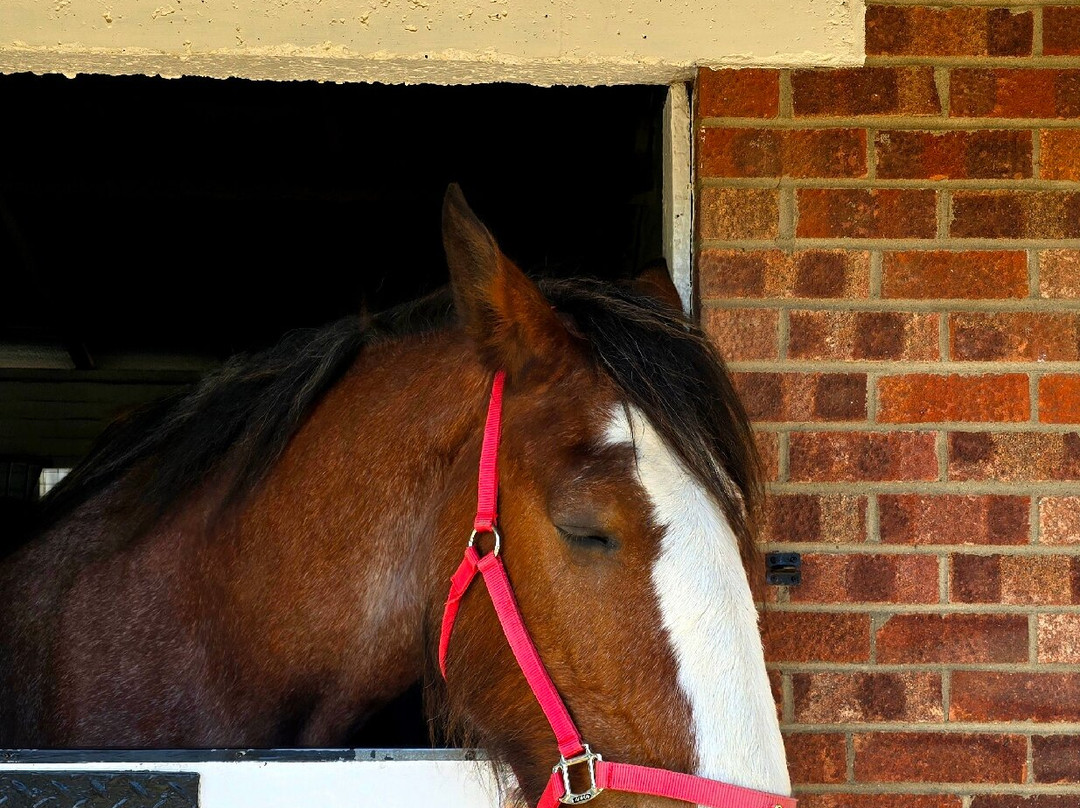 Hillside Shire Horse Sanctuary-West Runton必去景点