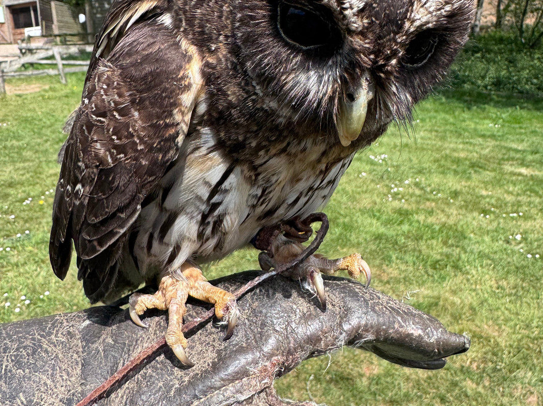 The Falconry Experience-纽波特必去景点