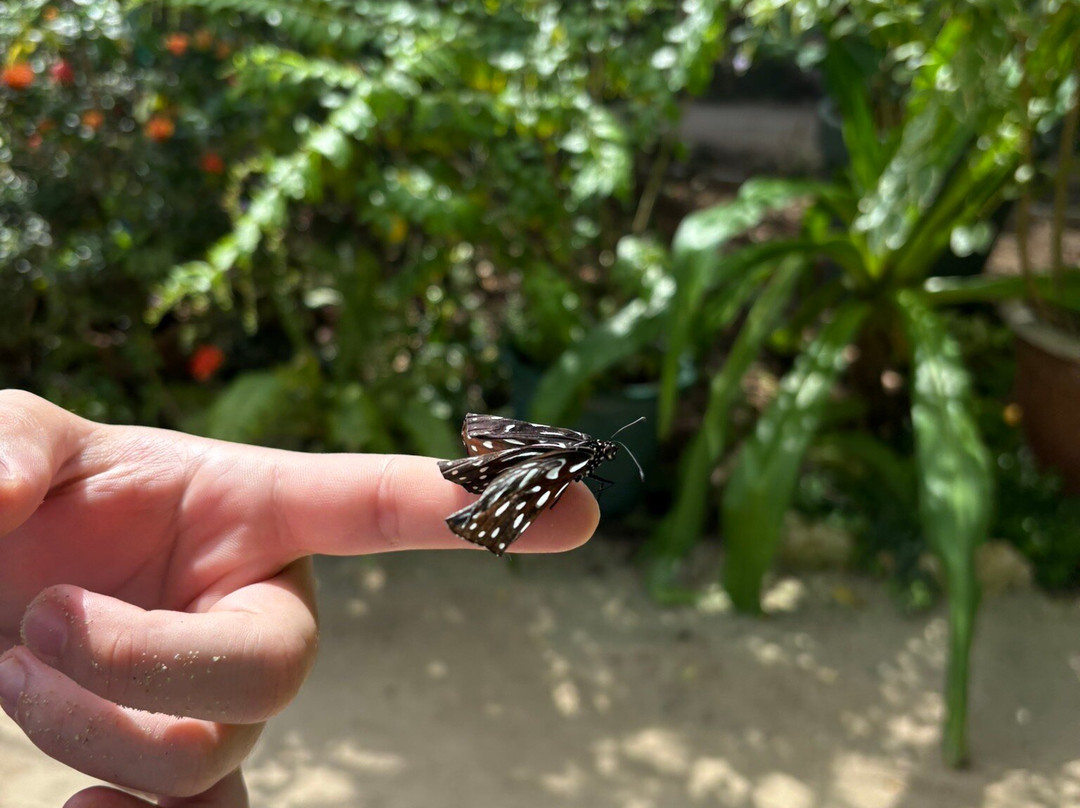 The Butterfly Farm-奥腊涅斯塔德必去景点