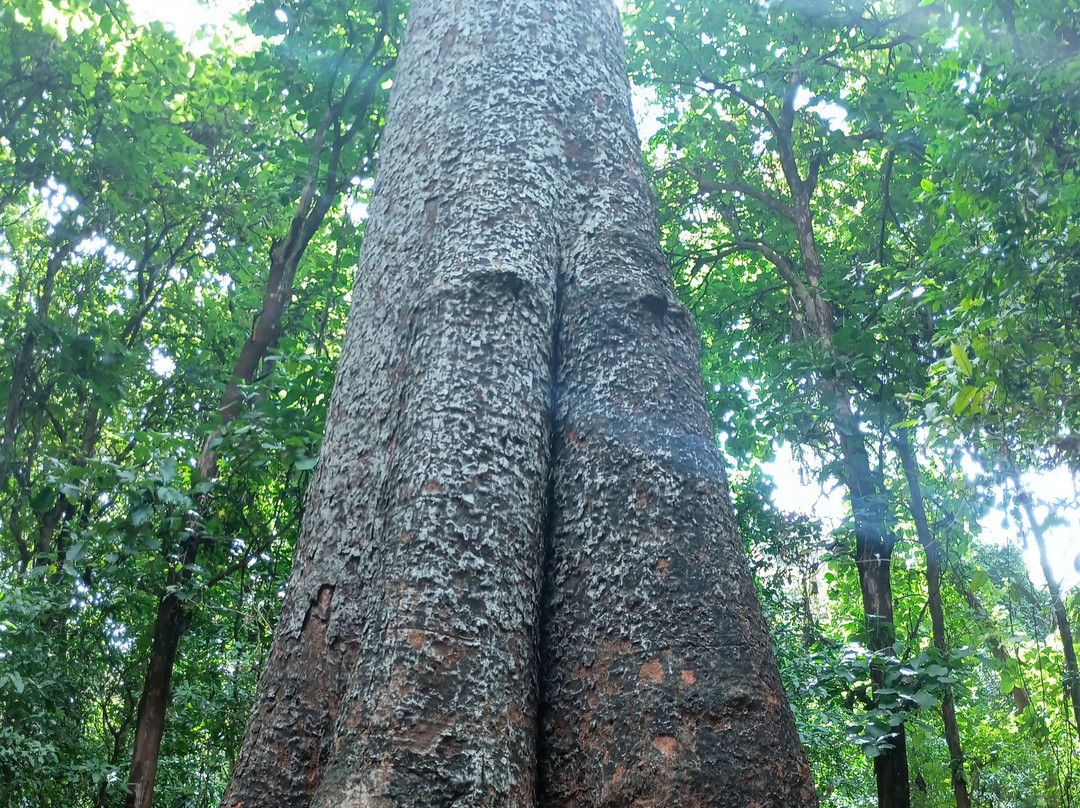 Rau Forest Reserve-莫西必去景点
