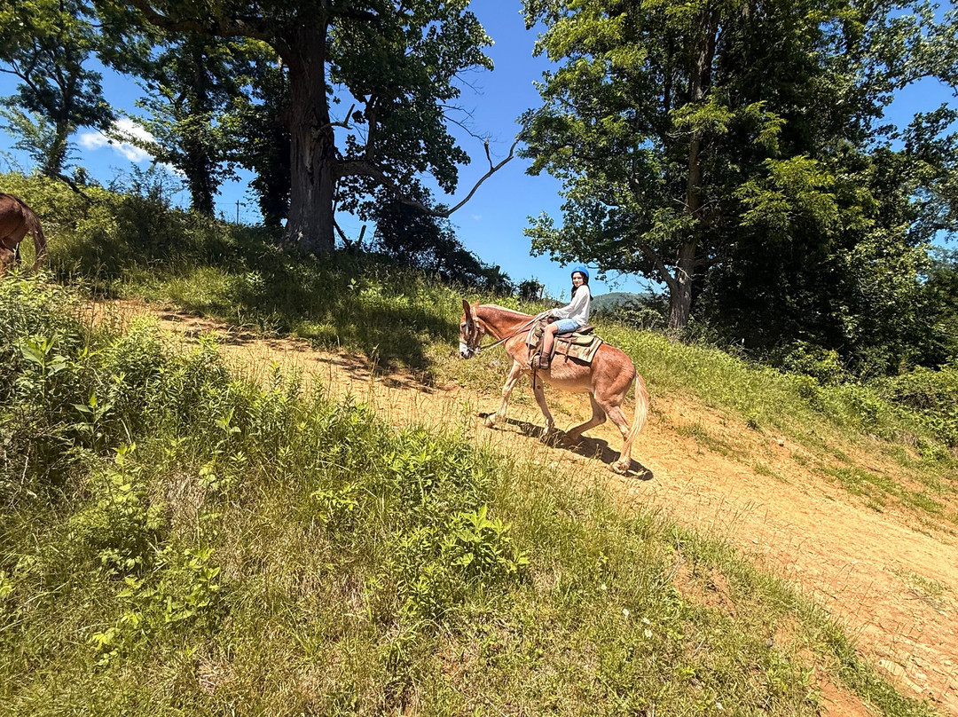 Sandy Bottom Trail Rides-Marshall必去景点