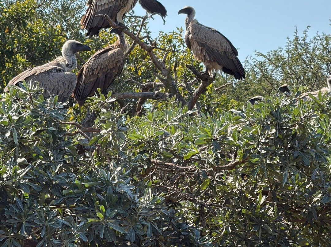 Hoedspruit Endangered Species Centre-霍德斯普鲁特必去景点