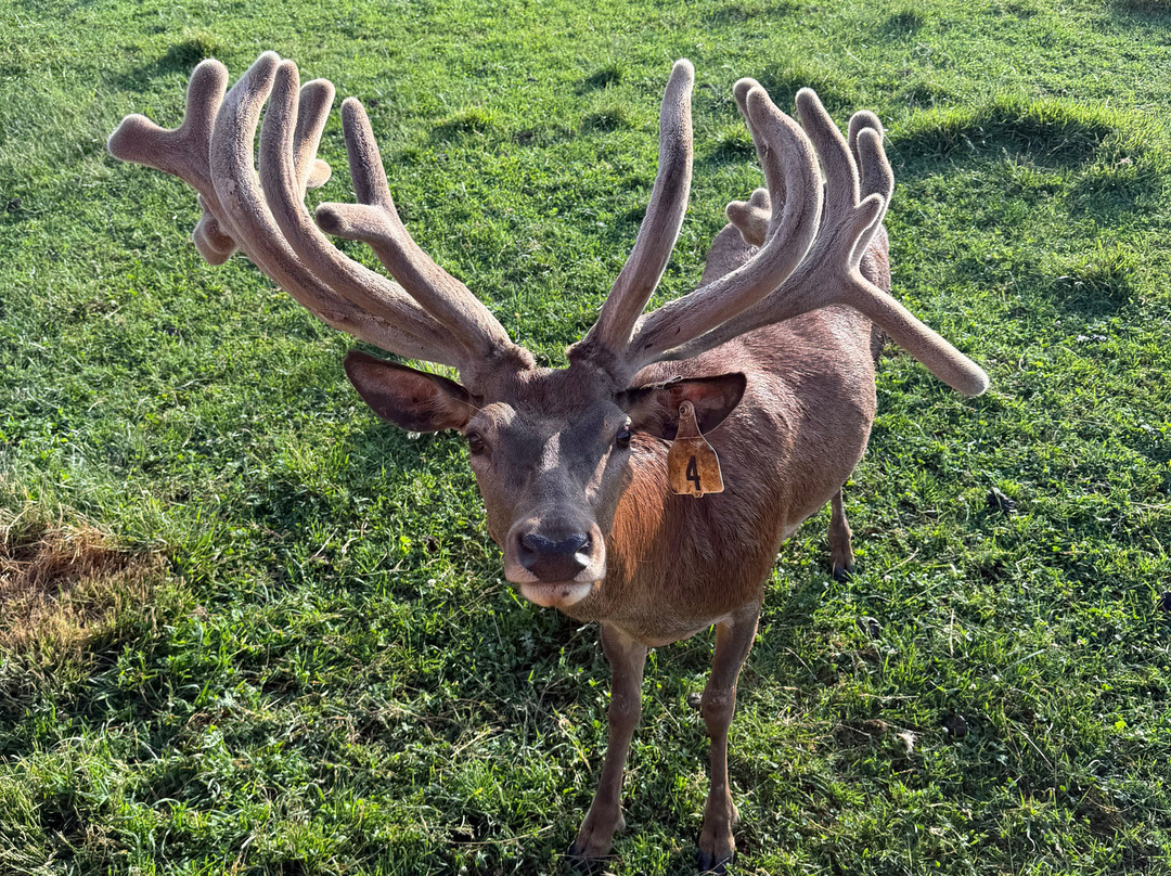 Red Deer at Rolling Hills Farm-Catawissa必去景点