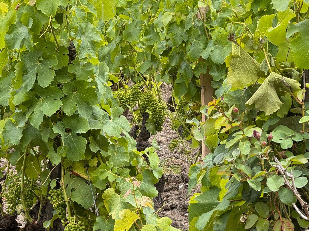 Château Pape Clément-Pessac必去景点