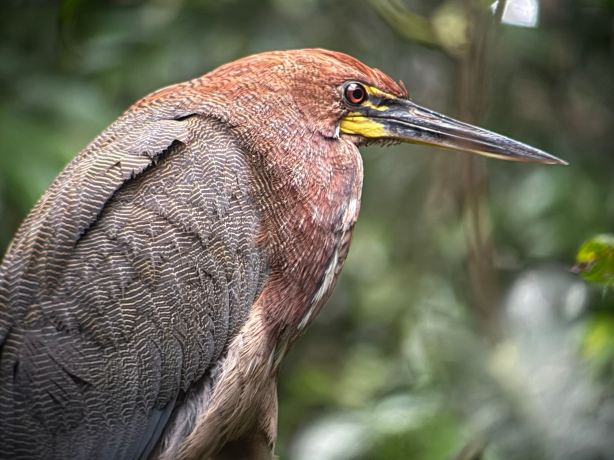 Napo Wildlife Center Ecolodge-旅行者