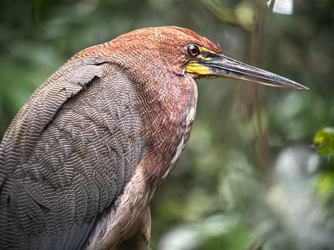 Napo Wildlife Center Ecolodge主图