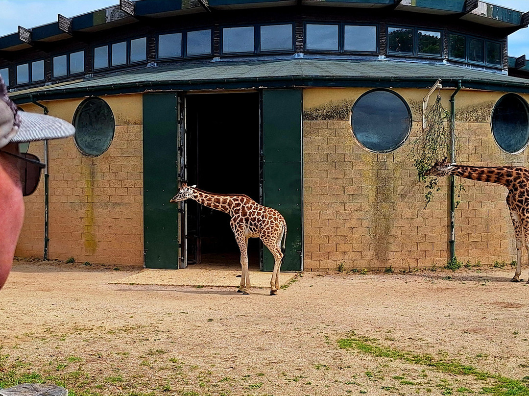 Marwell Zoo-温彻斯特必去景点